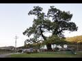 함안 영동리 회화나무 썸네일 이미지