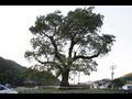 함안 영동리 회화나무 썸네일 이미지