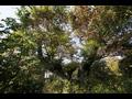 신음리 느티나무 썸네일 이미지