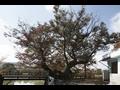 검암리 느티나무 썸네일 이미지