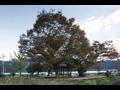 혈곡리 느티나무 썸네일 이미지