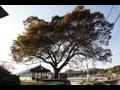봉촌리 느티나무 썸네일 이미지