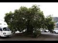 용정리 회화나무 썸네일 이미지