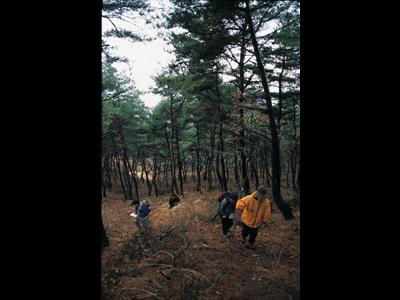 송학산 등산로 썸네일 이미지